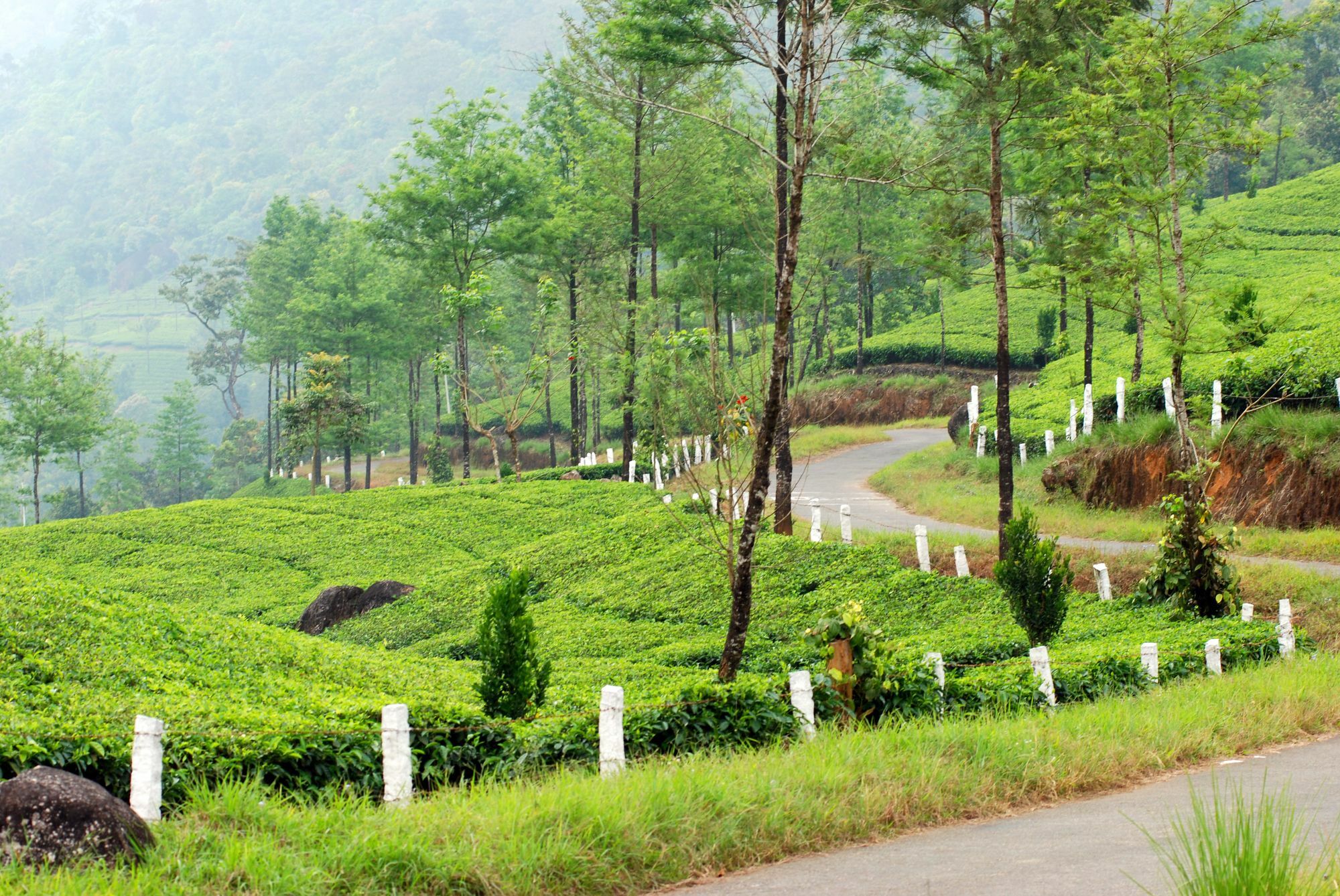 Deep Woods Resort Munnar Exteriör bild